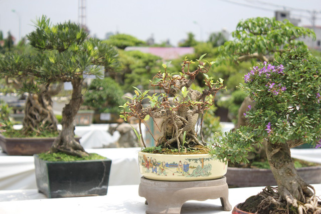 Những thực thể bonsai làm nhẹ nhàng cuộc sống của bạn