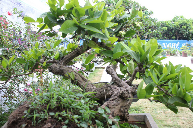 Những thực thể bonsai làm nhẹ nhàng cuộc sống của bạn
