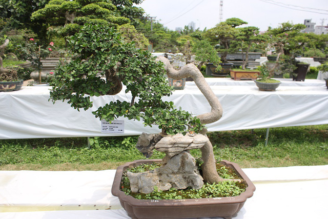 Những thực thể bonsai làm nhẹ nhàng cuộc sống của bạn