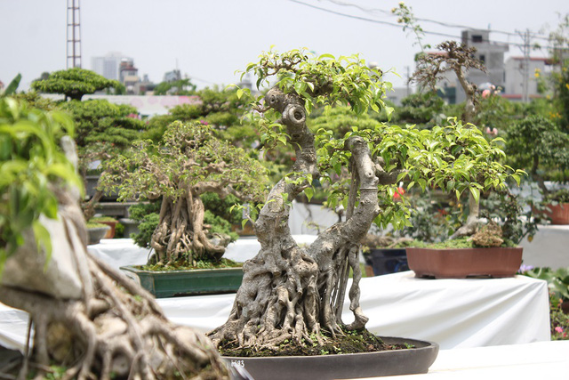 Những thực thể bonsai làm nhẹ nhàng cuộc sống của bạn