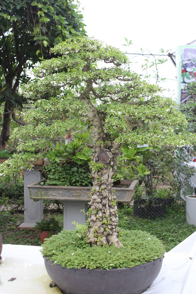Những thực thể bonsai làm nhẹ nhàng cuộc sống của bạn