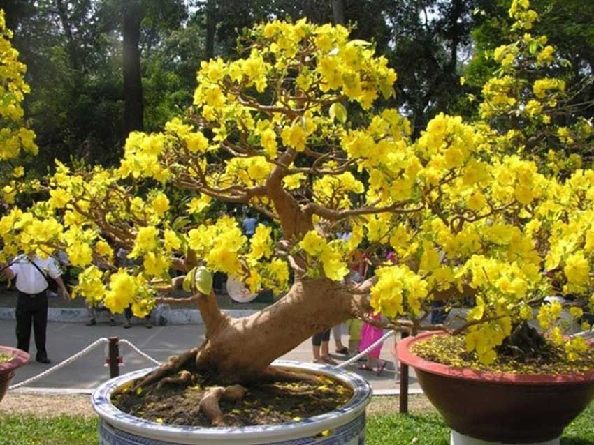 Kinh Nghiệm Chăm Sóc Hoa Mai Nở đúng Tết Nguyên Đán