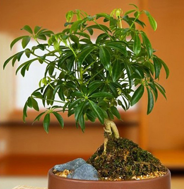 Cay ngu gia bi cay noi that mang lai may man tai loc 1