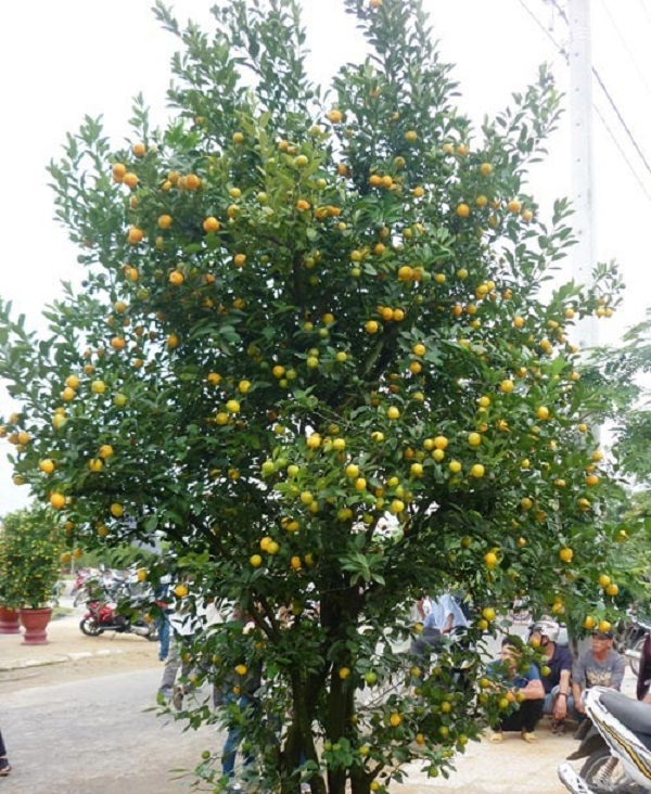 Những tác hại của môi trường sống khi có ít cây xanh bảo vệ 15 Những tác hại của môi trường sống khi có ít cây xanh bảo vệ