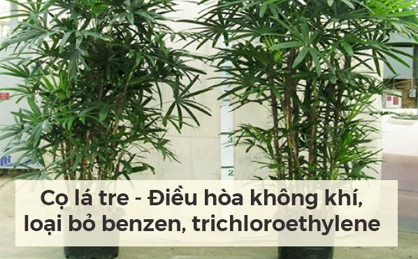 Nhung loai cay canh loc sach khong khi vua dep vua tot 5