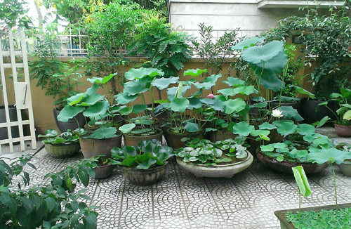 Nhung loai cay canh mang may man tai loc cho gia dinh 3 1