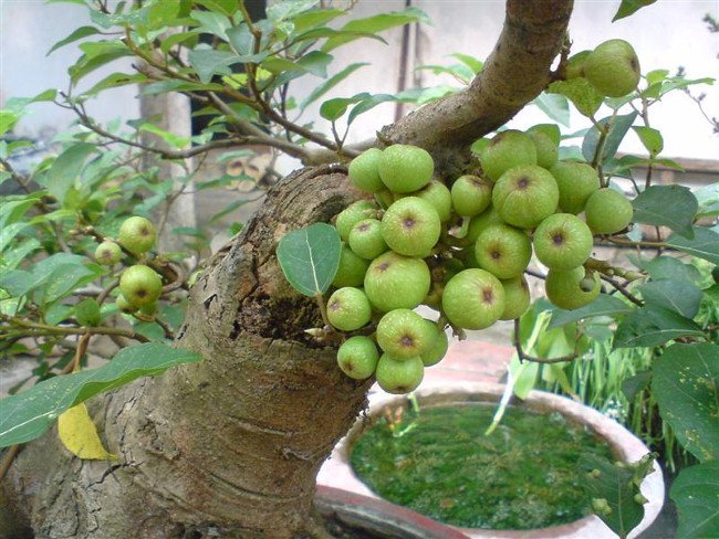 Chăm sóc cây sung cảnh quả sai trĩu cành chơi Tết