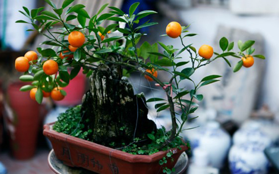 Cây quất chưng những ngày tết