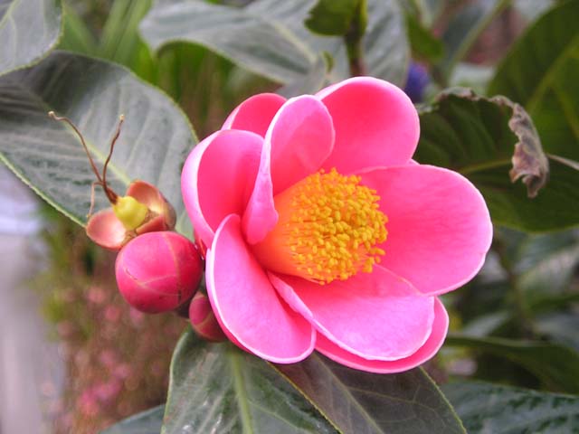 hoa hải đường đẹp