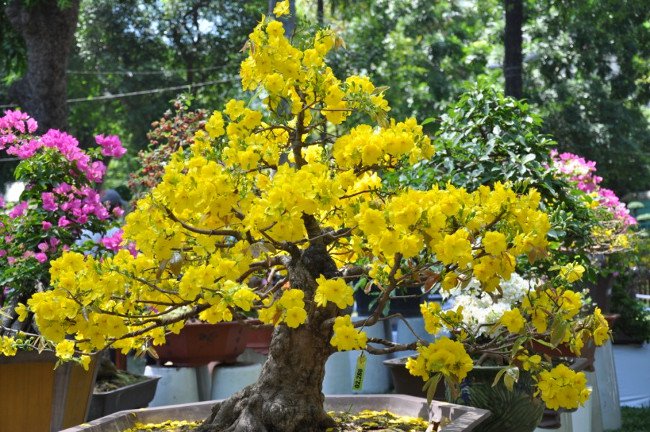 Hoa mai ngày tết