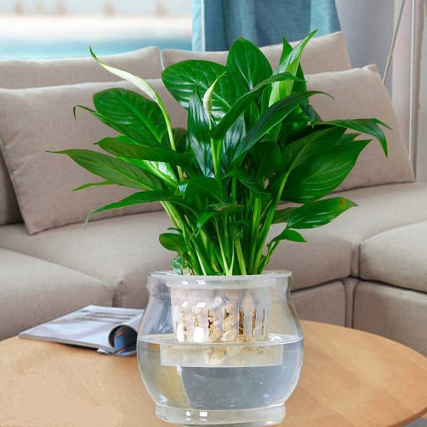 Biện pháp xua tan và hóa giải khí xấu trước khi dọn về nhà mới 3 Cây Lan Ý Thủy Sinh để Bàn Hợp Phong Thủy