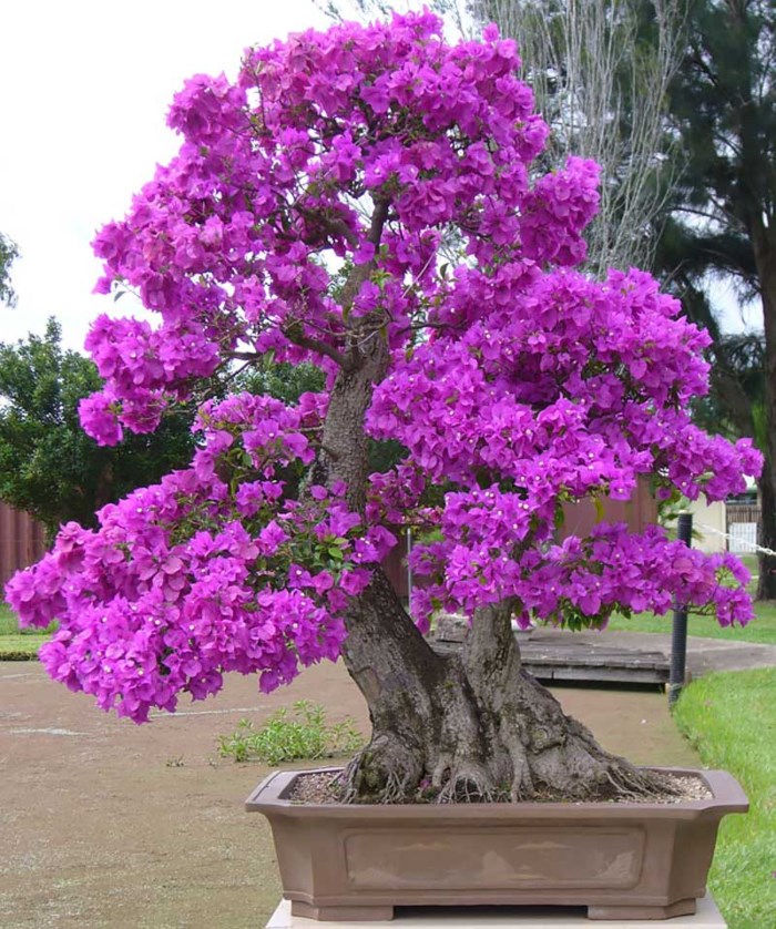Cay hoa giay bonsai ra hoa tim ruc 1