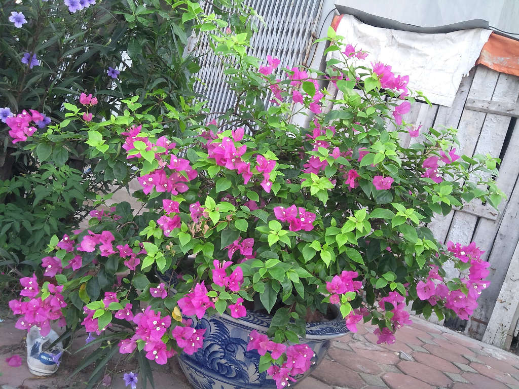 Những thực thể bonsai làm nhẹ nhàng cuộc sống của bạn