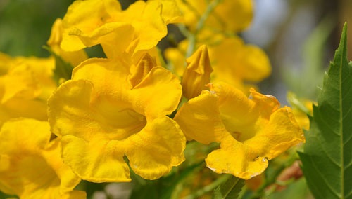 Cay hoa huynh lien co kha nang chua benh 2