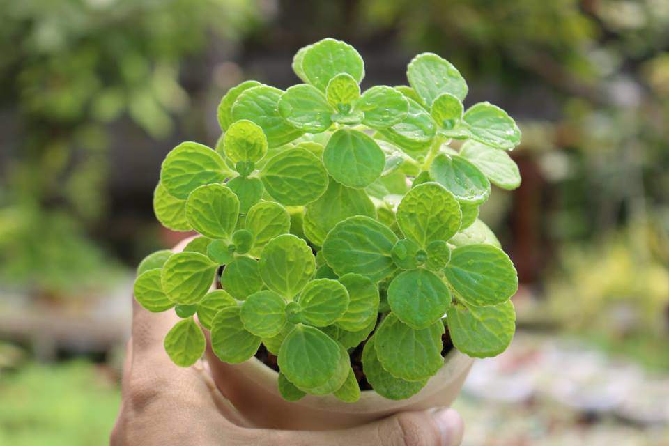 Cay nhat mat huong vua nho xinh 4