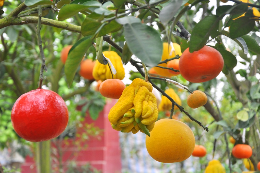 Cây Ngũ Quả Chưng Tết