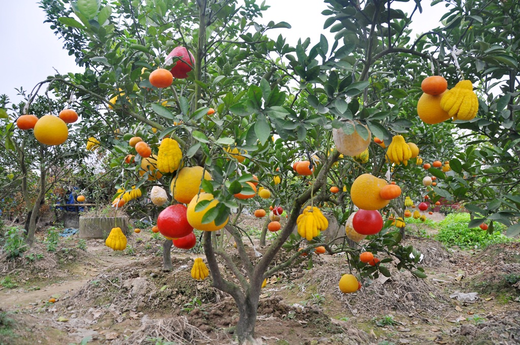 Cây Ngũ Quả độc Lạ Kỳ Lạ