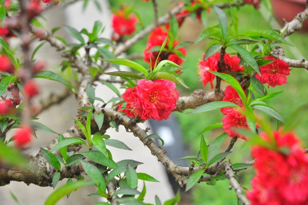 Hoa đào Thất Thốn đẹp Chưng Tết