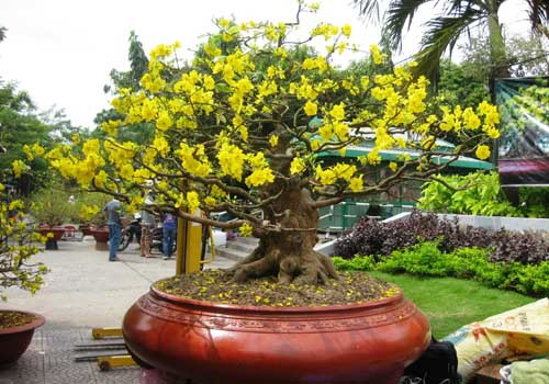Kinh nghiệm chăm sóc hoa mai nở đúng Tết Nguyên Đán