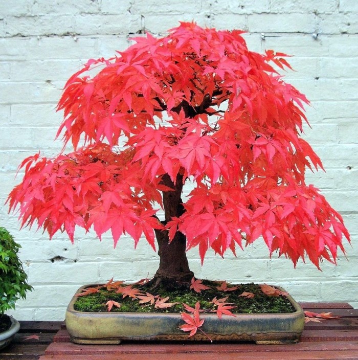 Cay phong la do lam bonsai (1)