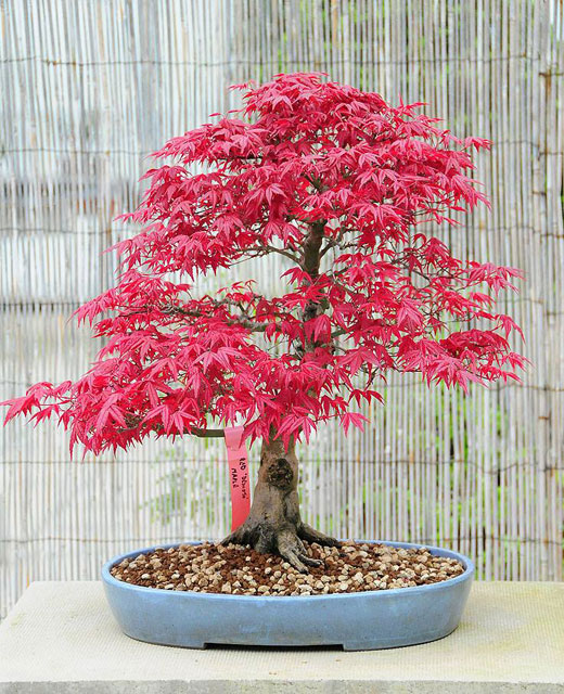 Cay phong la do lam bonsai 2
