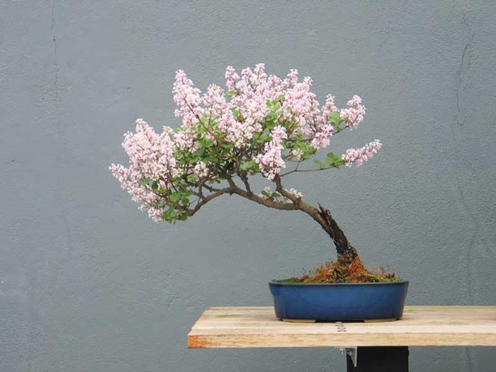 Cay tu dinh huong voi the nghieng uyen chuyen 1