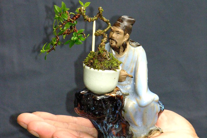 Những thực thể bonsai làm nhẹ nhàng cuộc sống của bạn