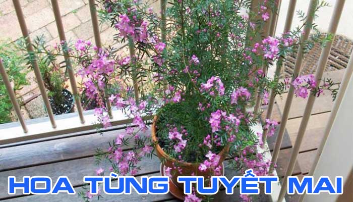 Cách trồng và chăm sóc cây tùng tuyết mai 2 Hoa tùng tuyết mai tuyệt đẹp ngày tết