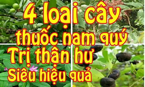 4-loai-cay-thuoc-nam-chua-benh-than-hu