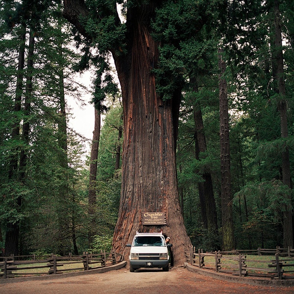 Chandelier Tree