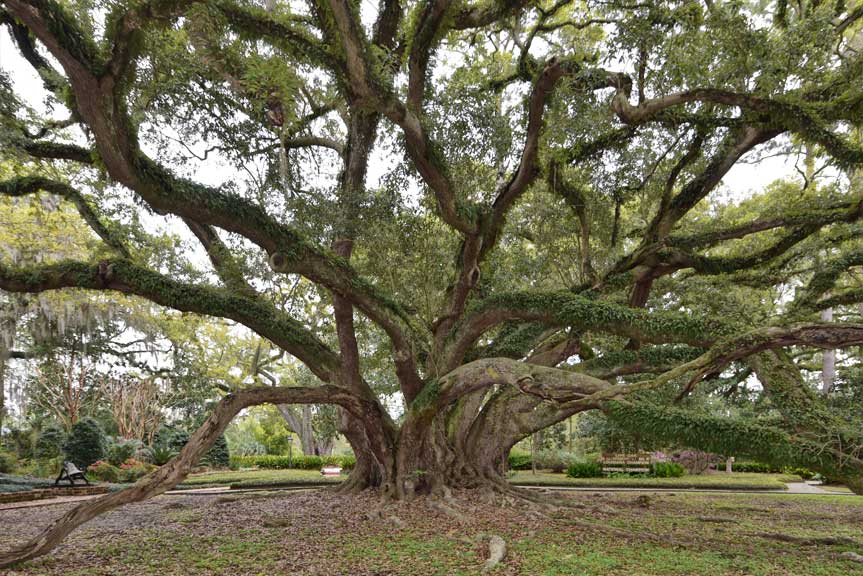 Seven Sisters Oak