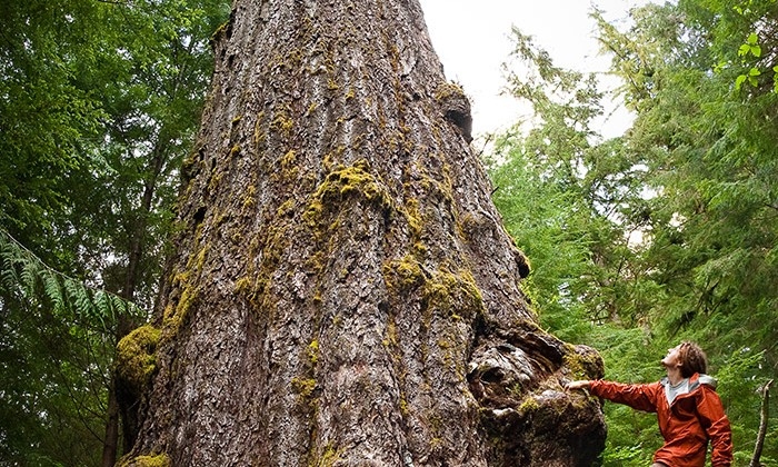 cay linh sam red creek fir