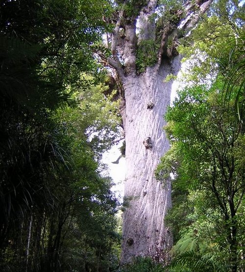 sieu khong lo new zealand