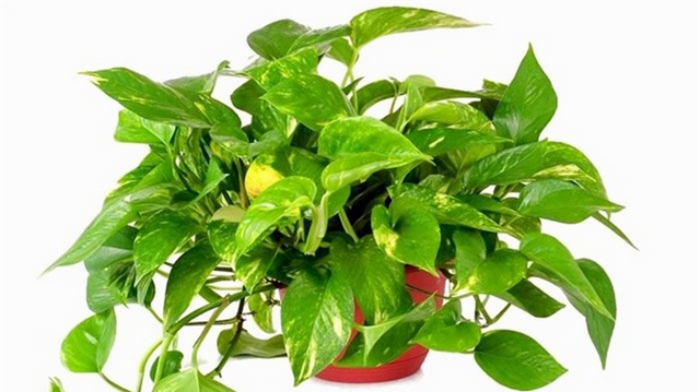 Cây trầu bà