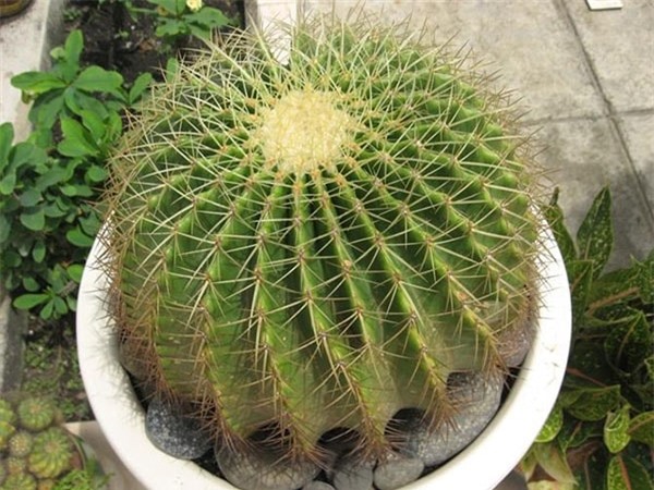 Cây xương rồng