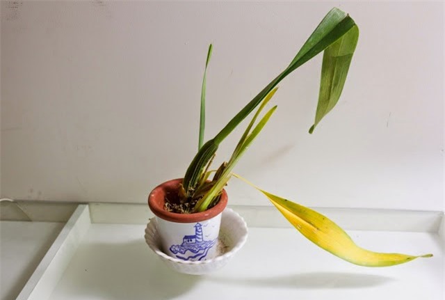 Mẹo "hồi sinh" cây cảnh héo úa