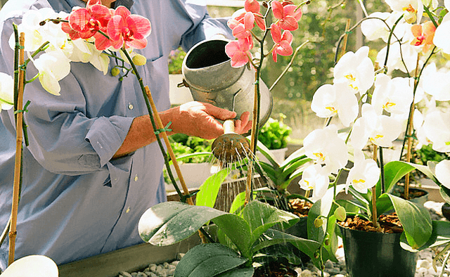 Chính vì thế loài lan này được rất nhiều người say mê