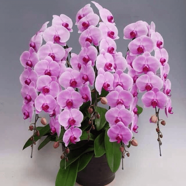Hoa tặng 20 tháng 10 - Lan hồ điệp hồng