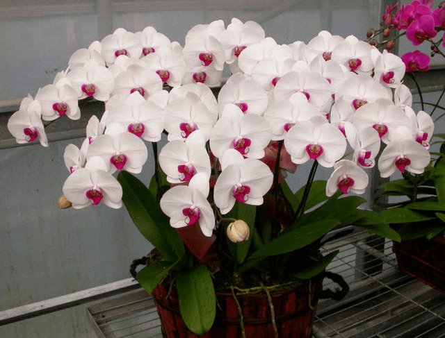 Cung cấp đủ ánh sáng cho lan hồ điệp ra hoa