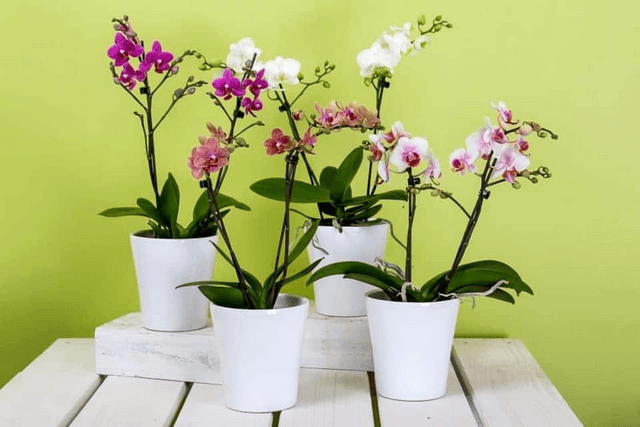 Cắt bỏ phần gốc, rễ bị hư thối