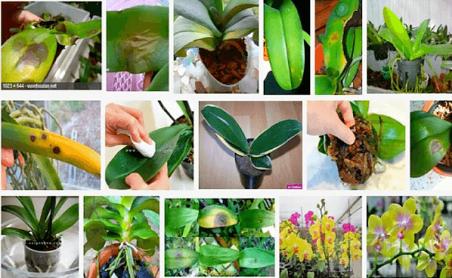 Lan hồ điệp tím phù hợp để dành tặng cho ai?