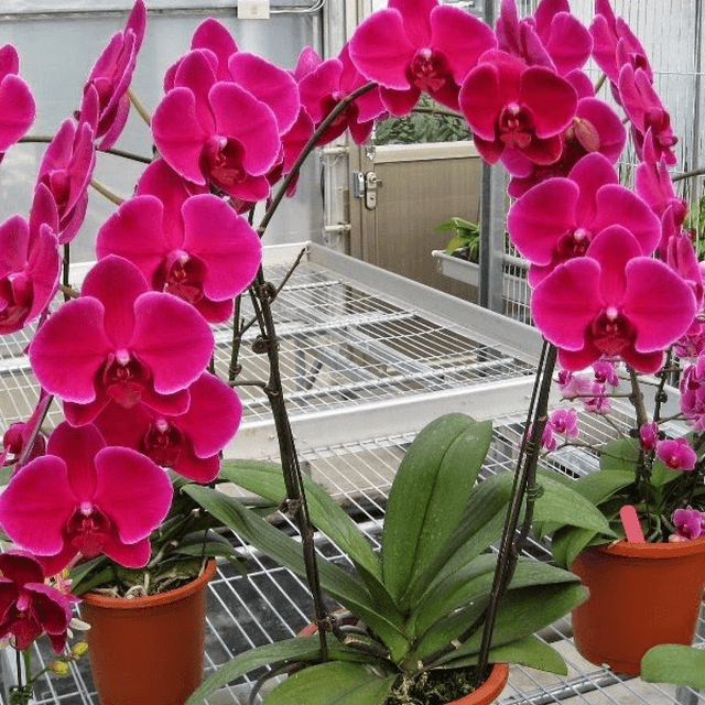 Cách chọn màu lan hồ điệp tặng hoa ngày 20-10 phù hợp
