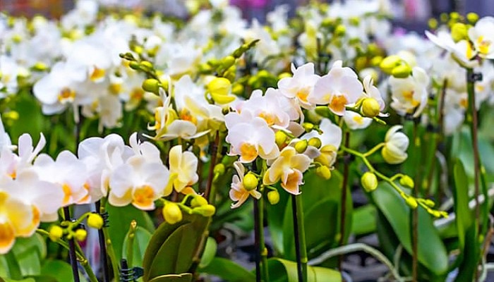 Những kỹ thuật trồng lan Hồ Điệp và cách chăm sóc từ chuyên gia