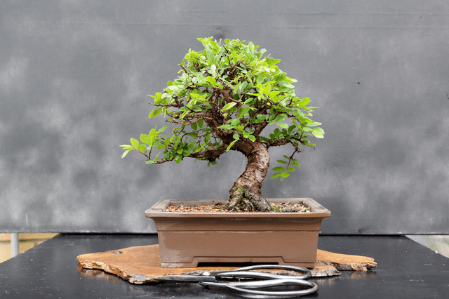 Thân cây Bonsai dày lên và cứng cáp hơn
