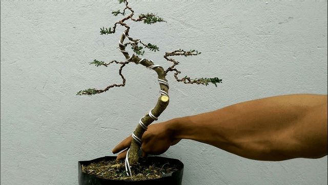 Phân bón cho cây Bonsai cần có 3 chất căn bản