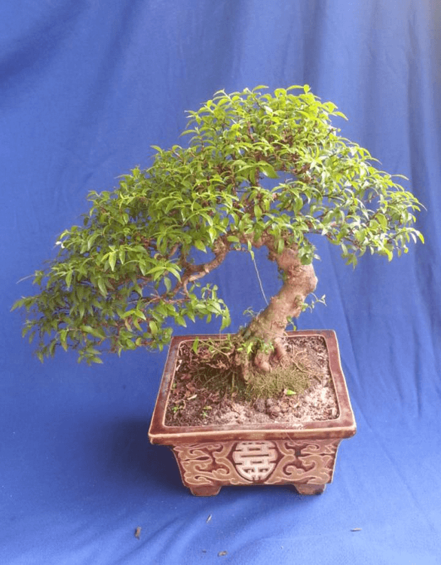 Đất trồng cây cảnh