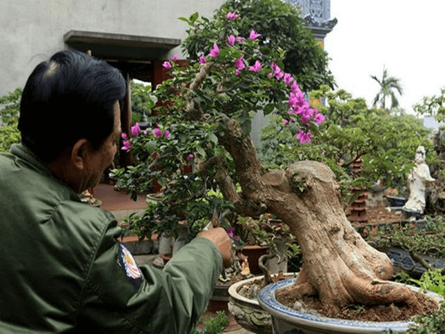 Nhổ cây ra khỏi chậu