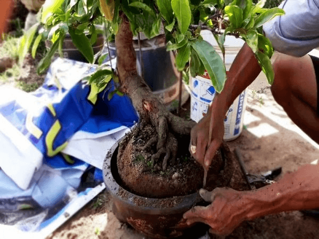 Sang chậu và thay đất cho cây