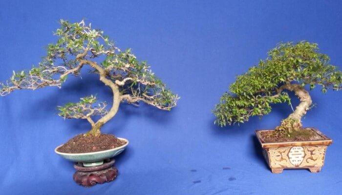 Trồng cây bonsai tuy không khó nhưng các yếu tố đòi hỏi sự công phu