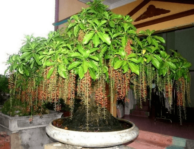 Cây lộc vừng